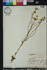 Polygala balduinii image