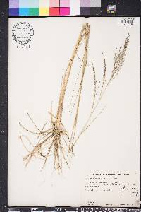 Eragrostis atrovirens image