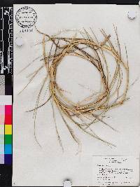 Panicum repens image