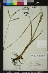 Paspalum floridanum image