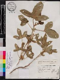 Cnidoscolus urens var. stimulosus image