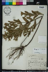 Pluchea baccharis image
