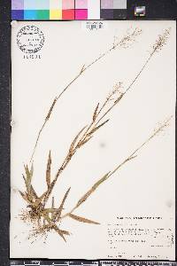 Dichanthelium erectifolium image