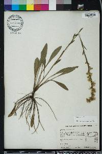 Solidago stricta image