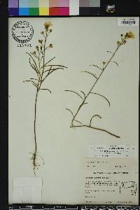 Piriqueta cistoides image