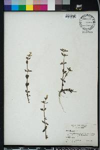 Gratiola virginiana image