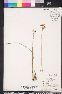 Calopogon barbatus image