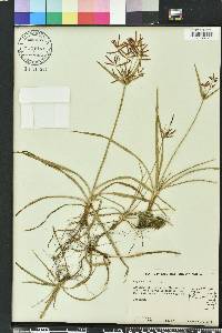 Cyperus rotundus image