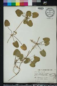 Centella asiatica image