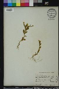 Polygala lutea image