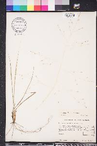 Eragrostis elliottii image