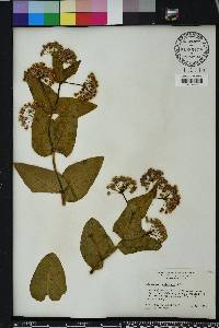 Asclepias humistrata image