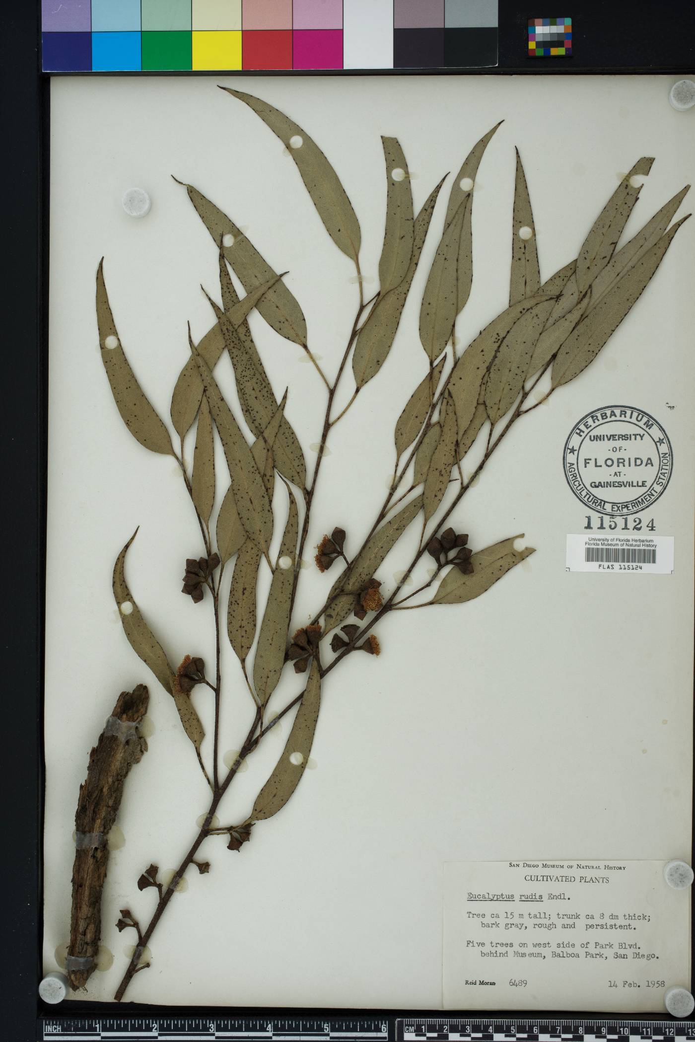 Eucalyptus rudis image