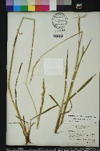 Paspalum urvillei image