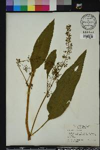 Rumex verticillatus image