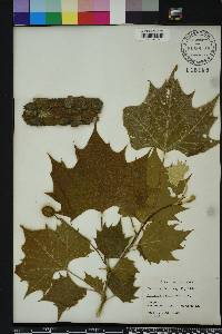 Platanus orientalis image