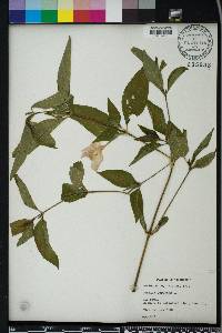 Ruellia strepens image