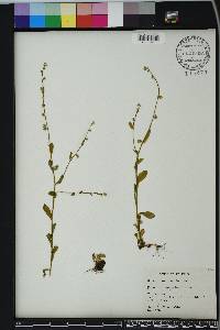 Myosotis macrosperma image