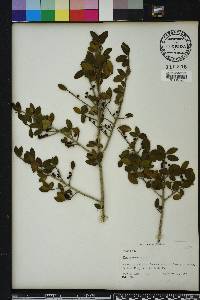 Ilex vomitoria image