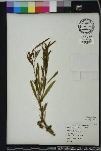 Verbena simplex image