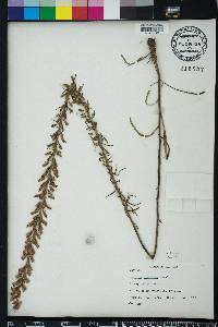 Liatris gracilis image