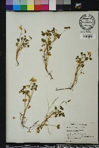 Oxalis priceae image