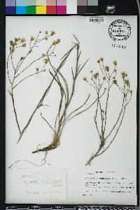 Pityopsis aspera image