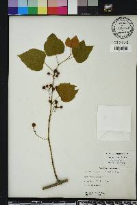 Ampelopsis cordata image