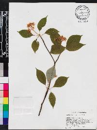 Cornus alternifolia image