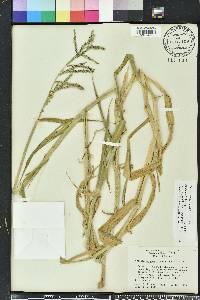 Urochloa mutica image