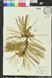 Pinus echinata image