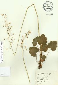 Heuchera americana image