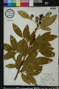 Glycosmis pentaphylla image