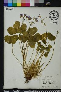 Oxalis corymbosa image