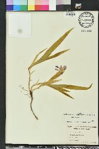 Iris cristata image