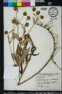 Bidens laevis image