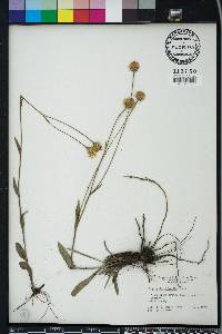 Pityopsis oligantha image