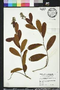 Geobalanus oblongifolius image