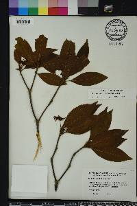 Illicium floridanum image