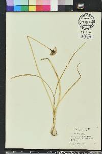 Allium canadense var. mobilense image