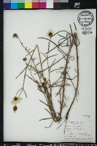 Helianthus angustifolius image