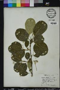 Chionanthus retusus image