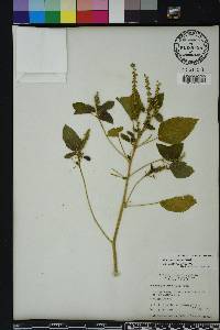 Acalypha ostryifolia image