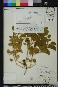 Physalis cinerascens var. cinerascens image