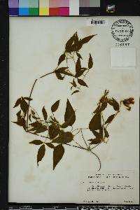 Clematis crispa image