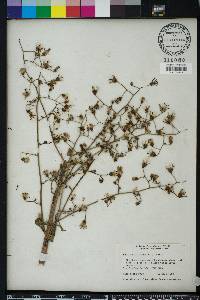 Lactuca floridana image