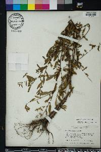 Ludwigia glandulosa image