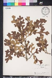 Quercus margarettae image