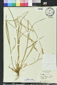 Carex longii image