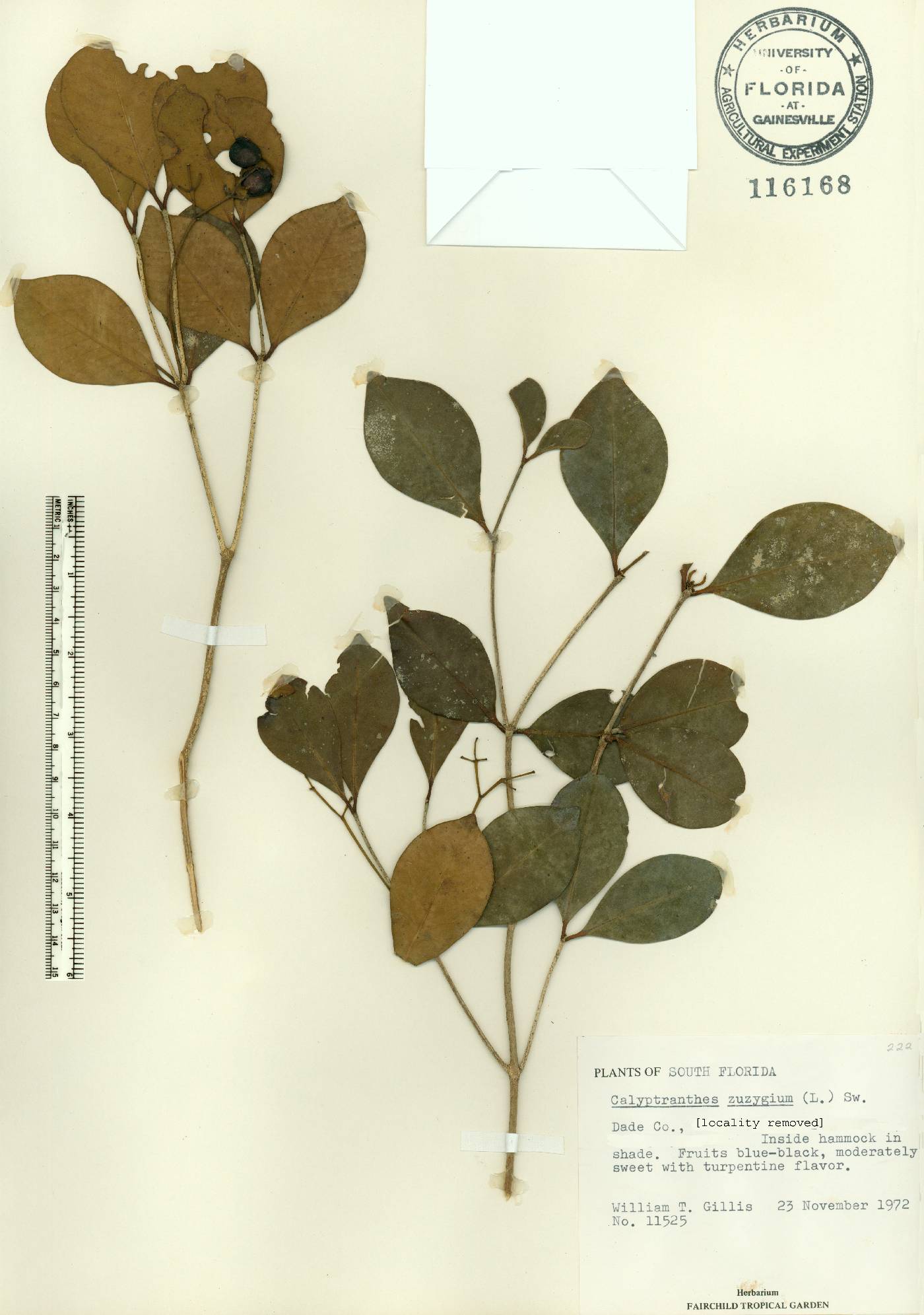 Calyptranthes zuzygium image